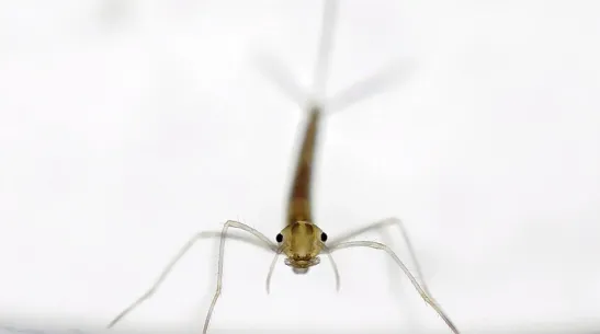 Fot: pałątka pospolita (Lestes sponsa)  fot. Ulf Norling, Lund, Szwecja.