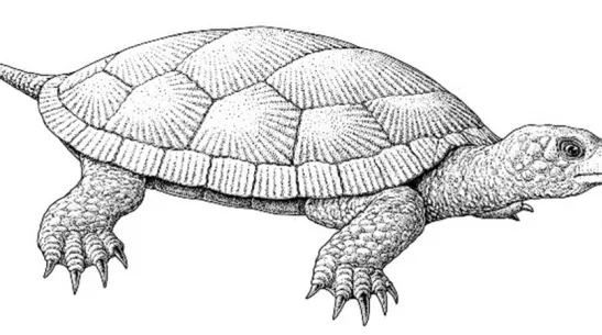 Rekonstrukcja wyglądu jurajskiego żółwia z Krzyżanowic autorstwa Bogusława Waksmundzkiego.