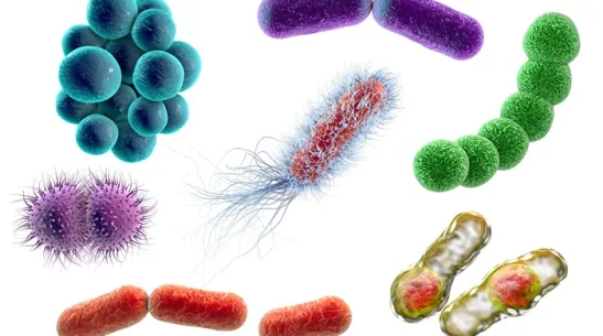 Graficzne przedstawienie bakterii: stafylokoki, streptokoki, neisseria, klostridium, pałeczki, E. coli, Klebsiella; fot. Adobe Stock