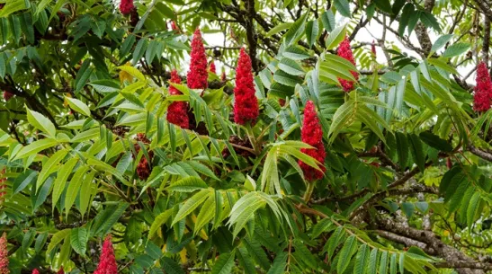 Sumak octowiec, fot. Adobe Stock