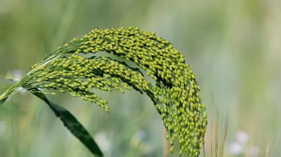współczesne proso, fot. Adobe Stock