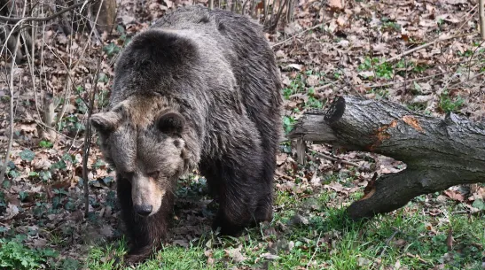 Wrocław 21.03.2026 Zwiedzający oglądają niedźwiedzie brunatne z nowej kładki we wrocławskim zoo. Fot. PAP/ Maciej Kulczyński