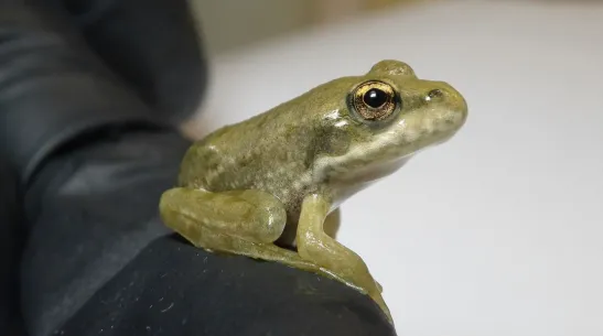 Młody osobnik żaby śmieszki (Pelophylax ridibundus). Fot. Martyna Frątczak