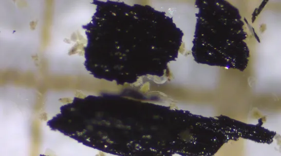 Makrowęgiel widoczny pod mikroskopem. Fot. Maja Łaska