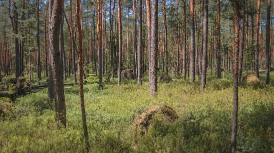 Bór bagienny. Fot.Kamil Pilch/modyfikacja AI