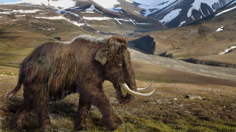 Rekonstrukcja mamuta włochatego w jego naturalnym środowisku. Rys. Aleksandra Hołda-Michalska