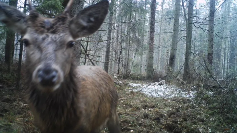 Źródło: Instytut Biologii Ssaków PAN