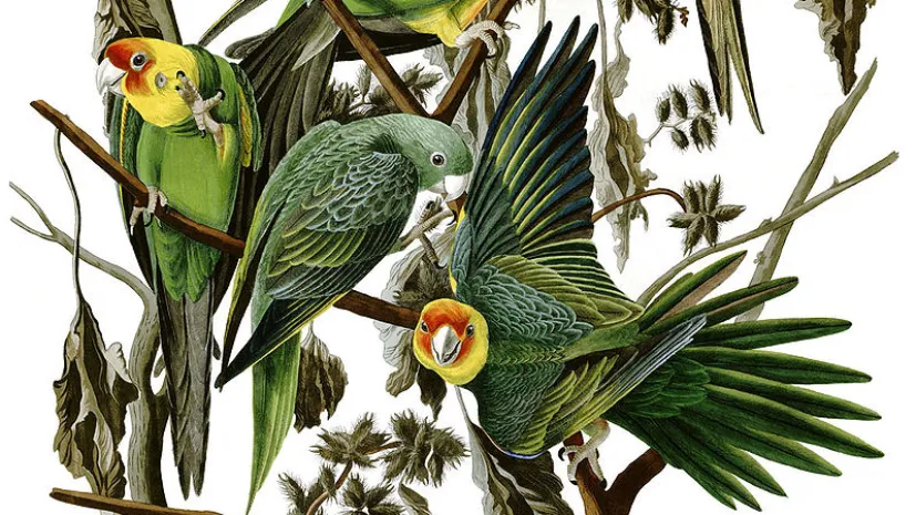 Fot. Wikipedia, domena publiczna