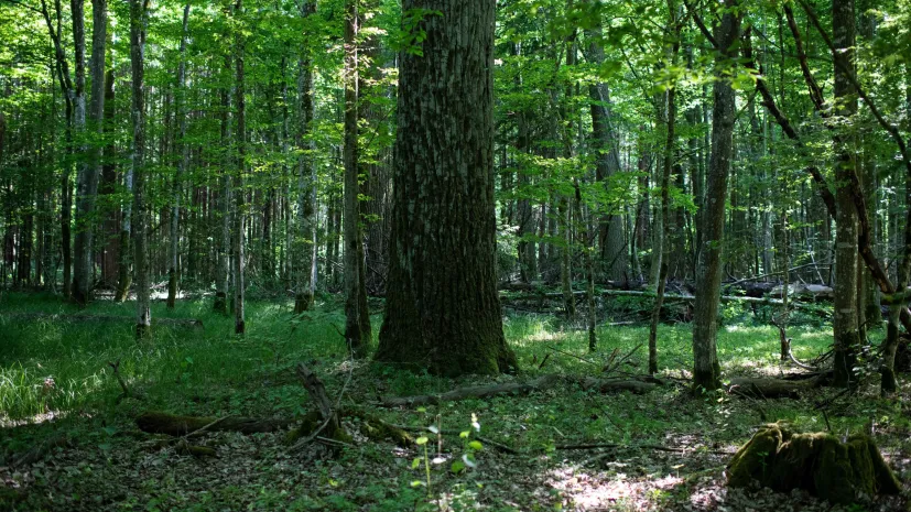 Fot. Puszcza Białowieska, woj. podlaskie, 27.05.2024. N/z pejzaż leśny Puszczy Białowieskiej. PAP/Michał Zieliński