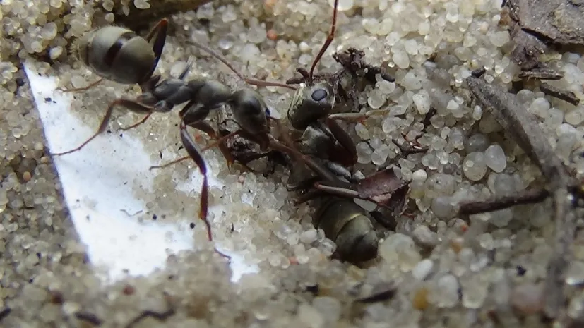 Zachowanie ratunkowe mrówek z gatunku Formica cinerea - ratowniczka ciągnie uwięzioną w piasku towarzyszkę za odnóże