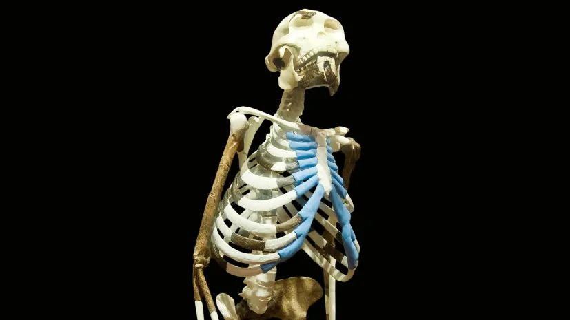 Replika szkieletu Lucy. Fot. Adobe Stock