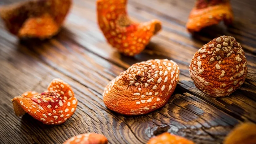 Suszone kapelusze Amanita muscaria, Adobe Stock