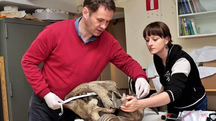 Prof. Rafał Kowalczyk i dr Emilia Hofman-Kamińska wykonujący pomiary czaszki żubra X w kolekcji Muzeum Zoologicznego Uniwersytetu w Lund, Szwecja. Fot. materiały prasowe