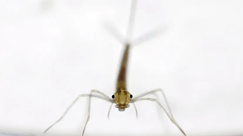 Fot: pałątka pospolita (Lestes sponsa)  fot. Ulf Norling, Lund, Szwecja.