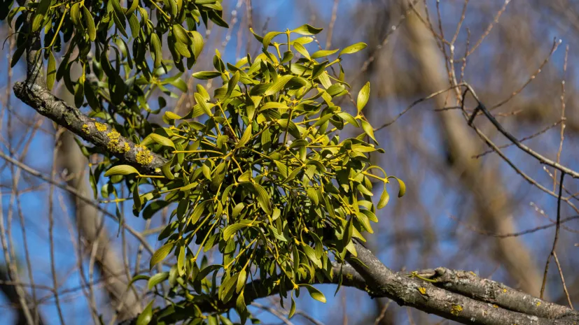 19.03.2025 PAP/Darek Delmanowicz