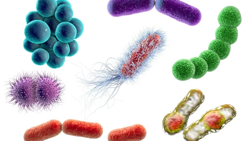 Graficzne przedstawienie bakterii: stafylokoki, streptokoki, neisseria, klostridium, pałeczki, E. coli, Klebsiella; fot. Adobe Stock