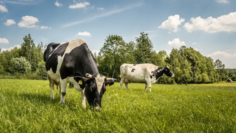Podlasie, Fot. Adobe Stock