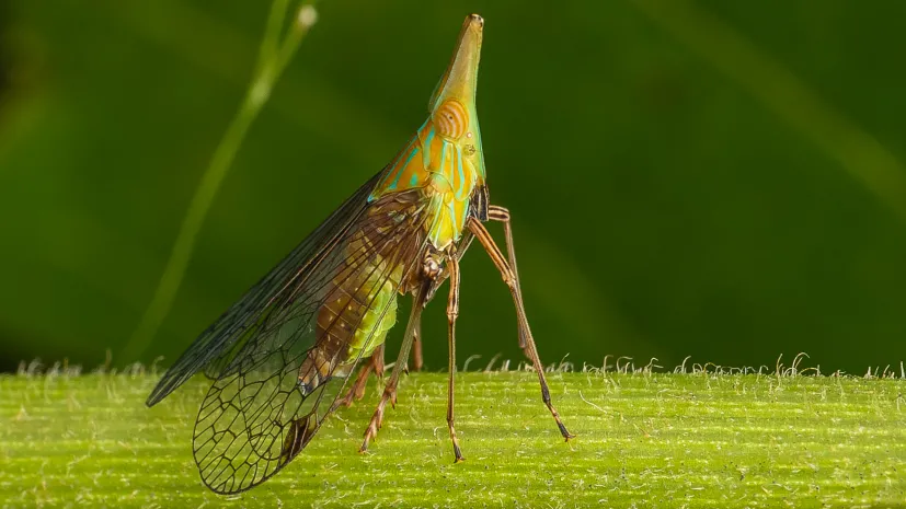 Piewik (Fulgoromorpha) – przedstawiciel grupy owadów żyjących w symbiozie z bakteriami o skrajnie zredukowanych genomach. Zdjęcie: Piotr Łukasik