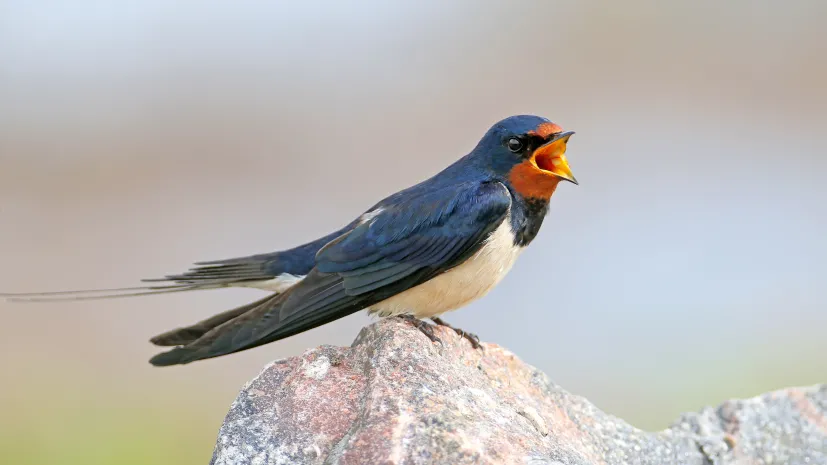 Dymówka (Hirundo rustica). Fot. Adobe Stock