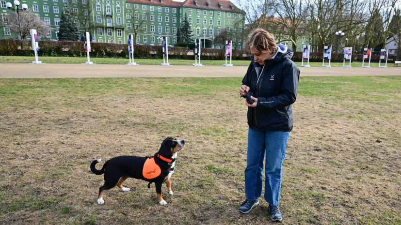 Szczecin, 26.03.2026. Behawiorystka z Centrum DiabDogs dr hab. Małgorzata Sulik prowadzi szkolenie psów asystujących osobom chorym na cukrzycę, 26 bm. w Szczecinie. Psy potrafią wyczuć nawet niewielkie zmiany biochemii organizmu człowieka, np. spadek cukru. Sygnalizują to naciskając nosem chorego. Przynoszą napój, pakiet ratunkowy z lekami, glukometrem, a nawet uruchamiają alarm, który może być połączony ze smarfonem. W ten sposób przekazują informację np. komuś z rodziny, że cukrzyk potrzebuje pomocy. DiabDogów jest w Polsce tylko kilka. Szczecińska behawiorystka rozwija ten projekt we współpracy z polską naukowczynią pracującą w Niemczech, gdzie psy „dla diabetyków” szkolone są od wielu lat. (sko) PAP/Marcin Bielecki