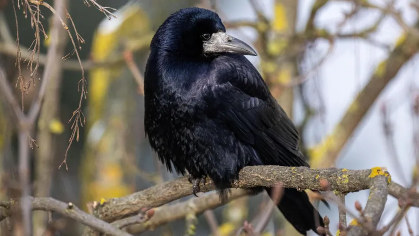 05.01.2025. Gawron (Corvus frugilegus). PAP/Darek Delmanowicz