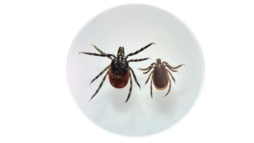 Kleszcz pospolity Ixodes ricinus, samica i samiec. Źródło: Katarzyna Bartosik