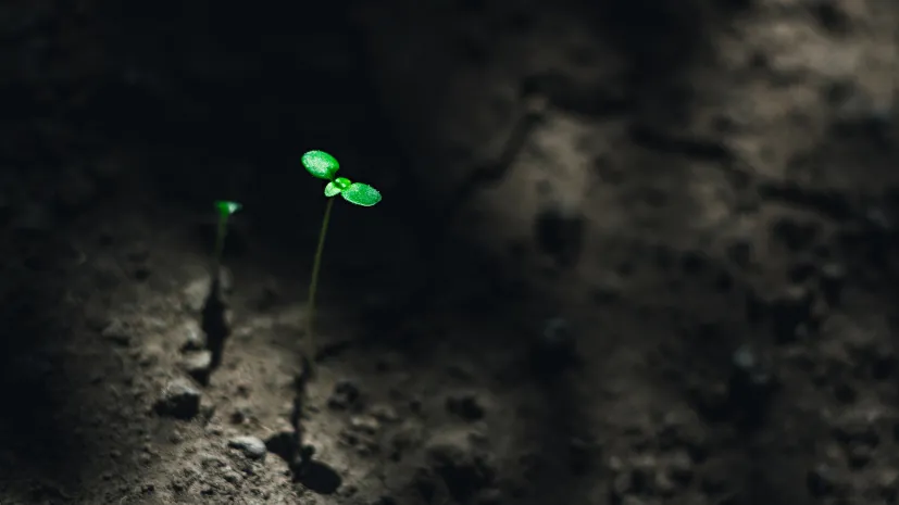 Fot. Adobe Stock