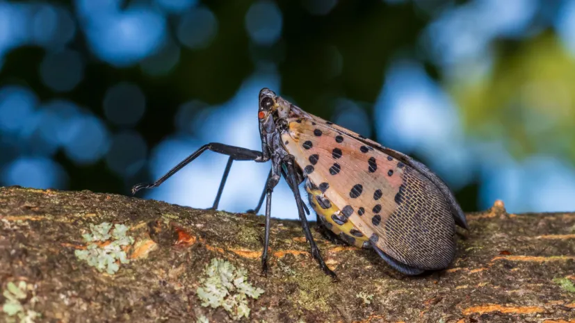 Lycorma delicatula. Fot. Adobe Stock