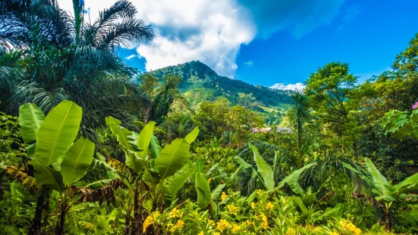 Las pierwotny w Parku Narodowym Ranomafana, Madagaskar, fot. Adobe Stock