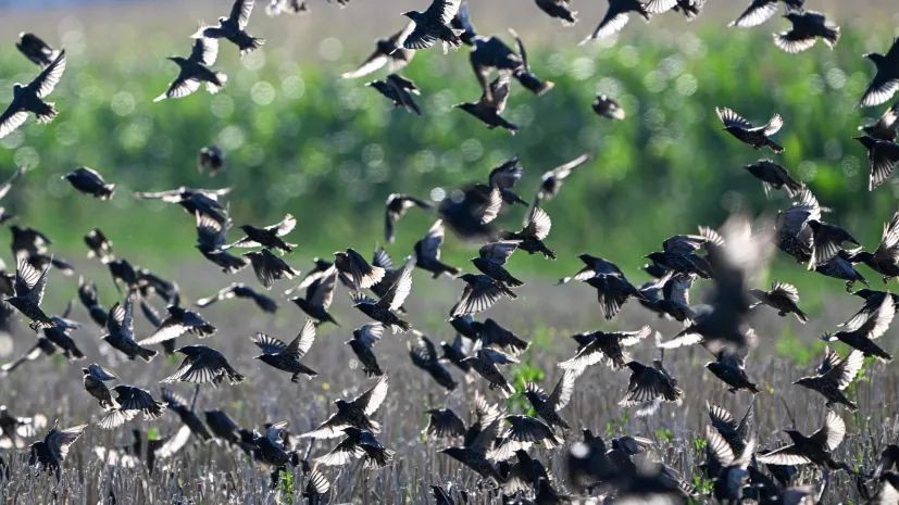 Stubno, 12.08.2026. Szpaki (Sturnus vulgaris).  PAP/Darek Delmanowicz