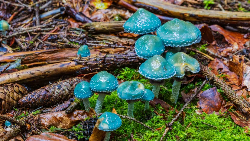Pierścieniak grynszpanowy (Stropharia aeruginosa) Fot. Adobe Stock